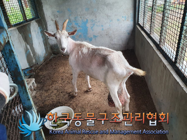 한국동물구조관리협회_441409202301309